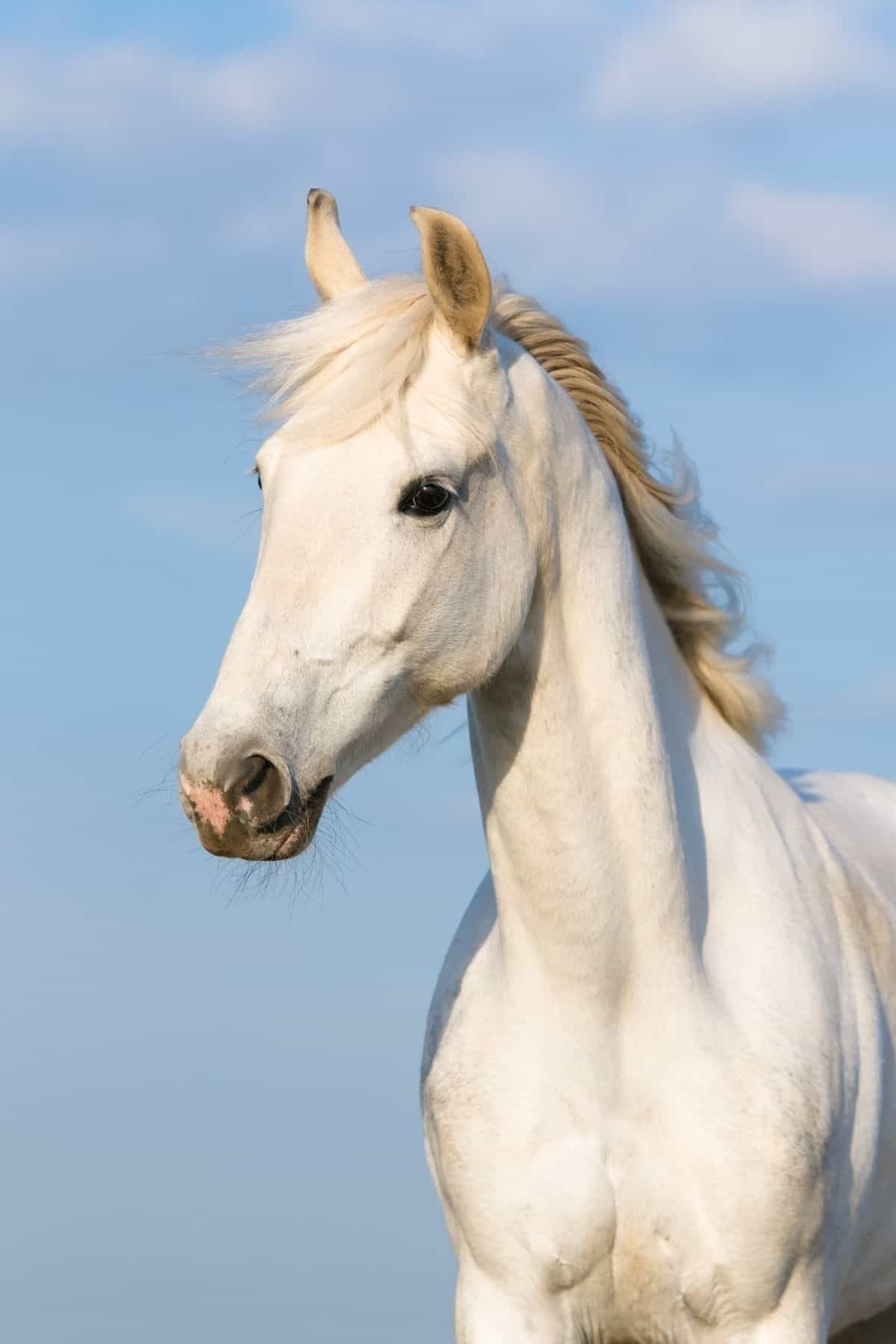 beautiful white horses tumblr