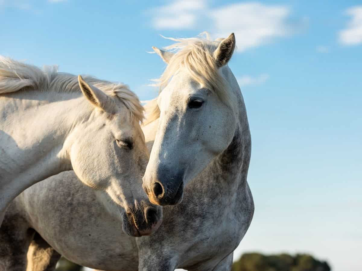 two white horses nuzzling each other