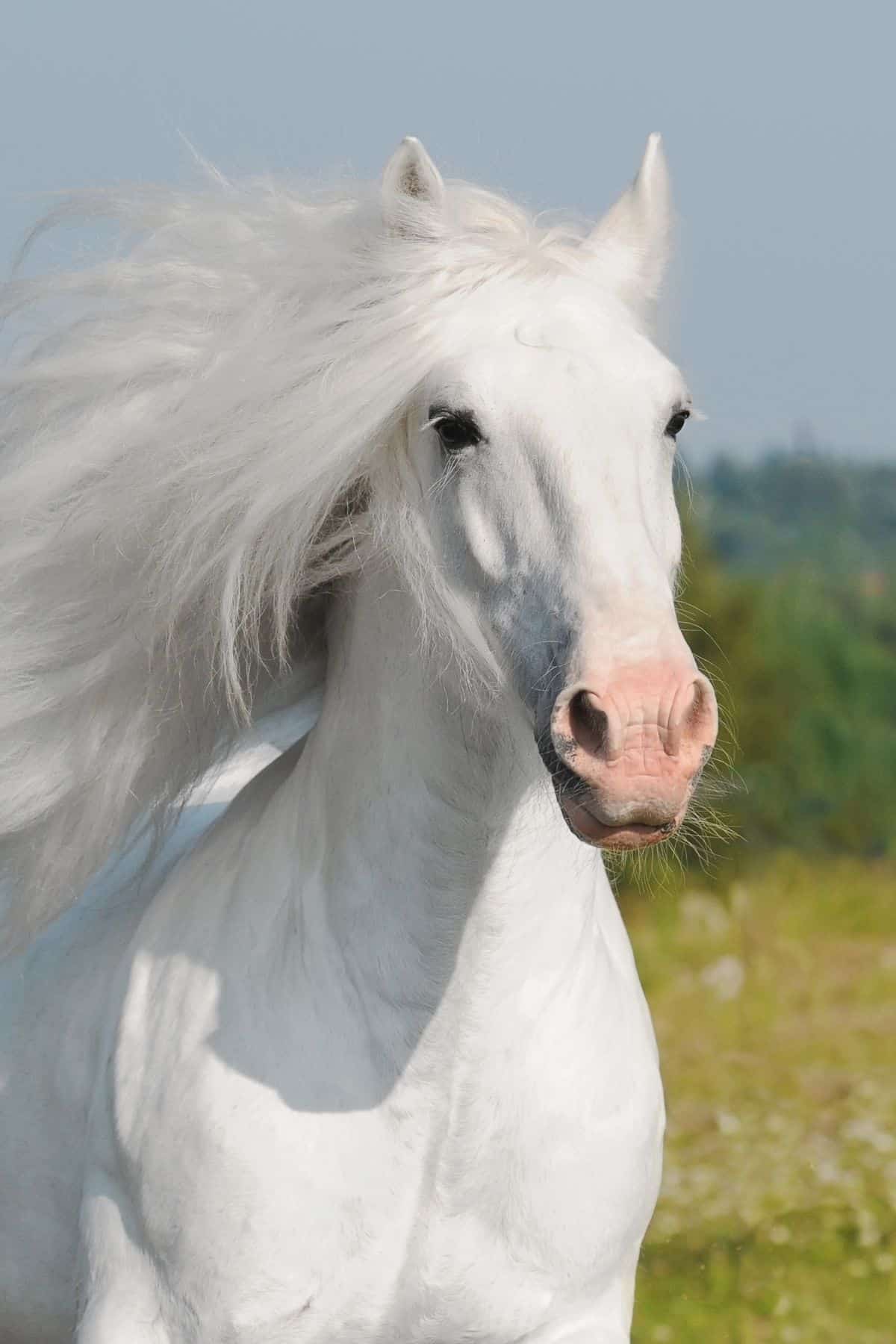 white horse with flowing mane 