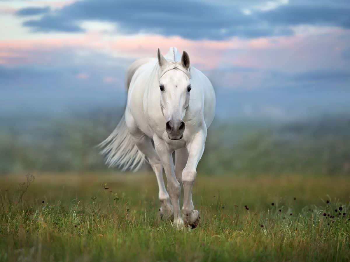 most beautiful white horse in the world