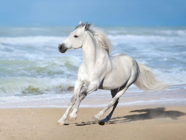 30 Stunning Pictures of White Horses You Must See