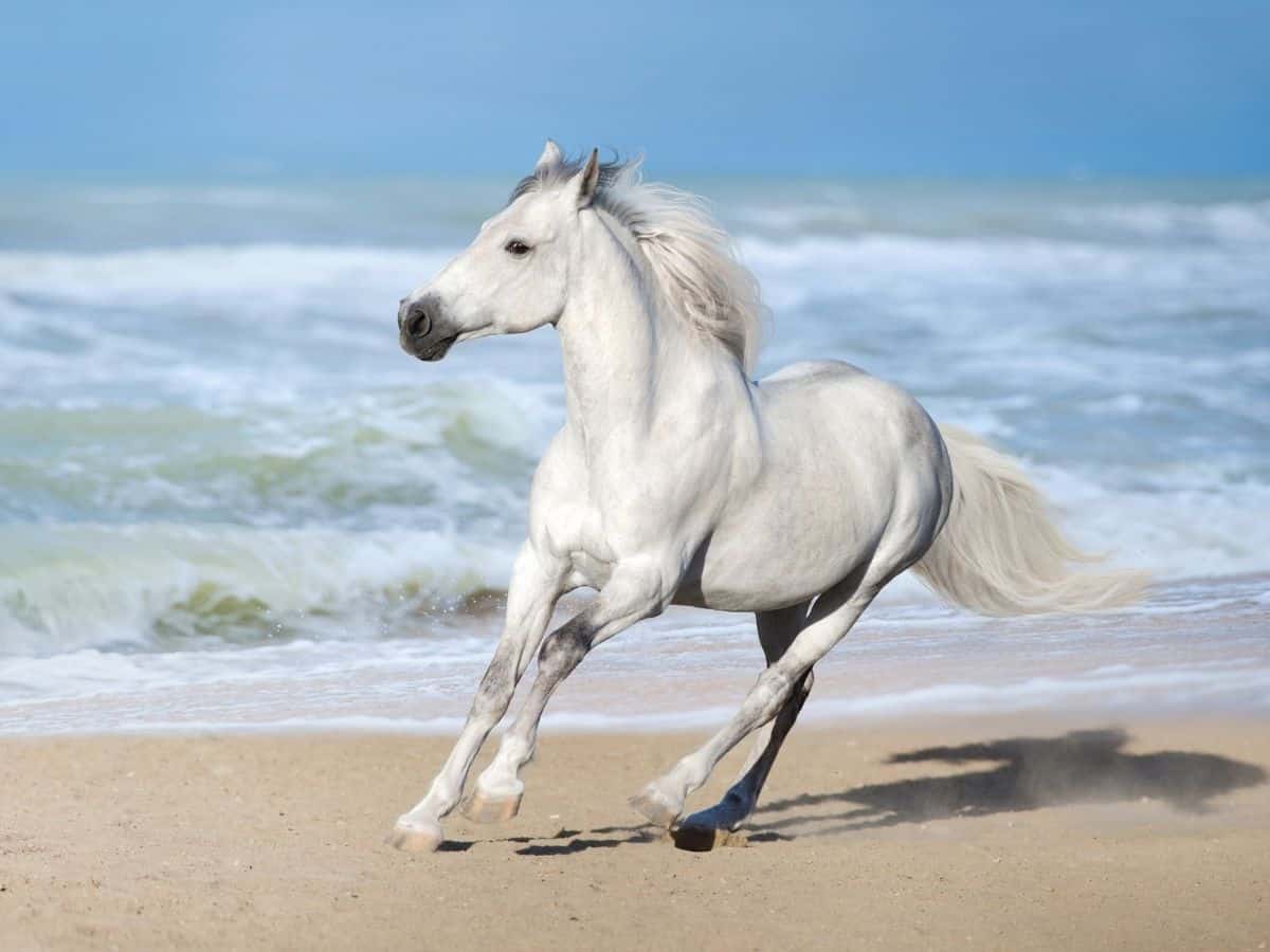 white horse running on beach