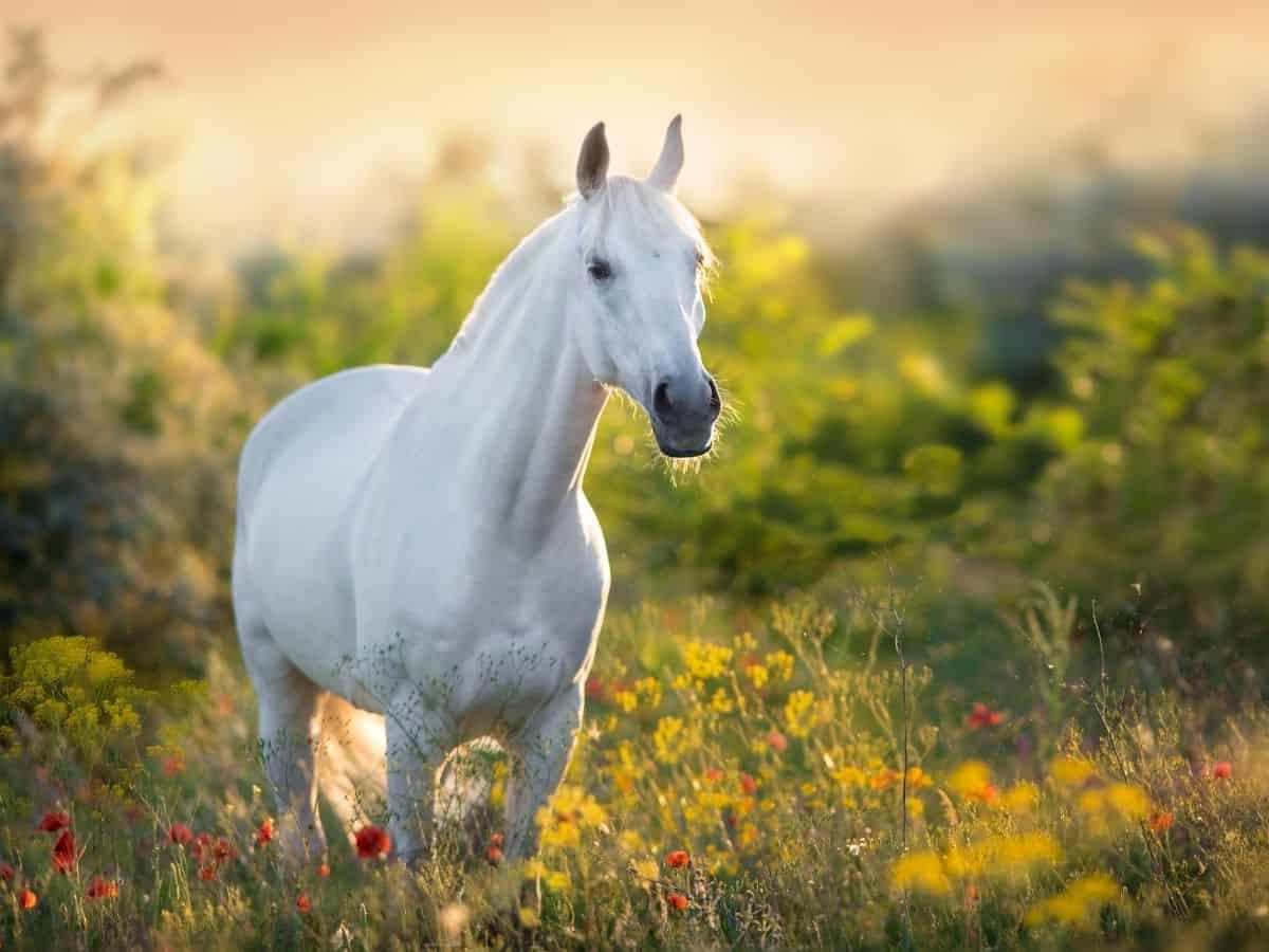 horse in grassy field at sunset