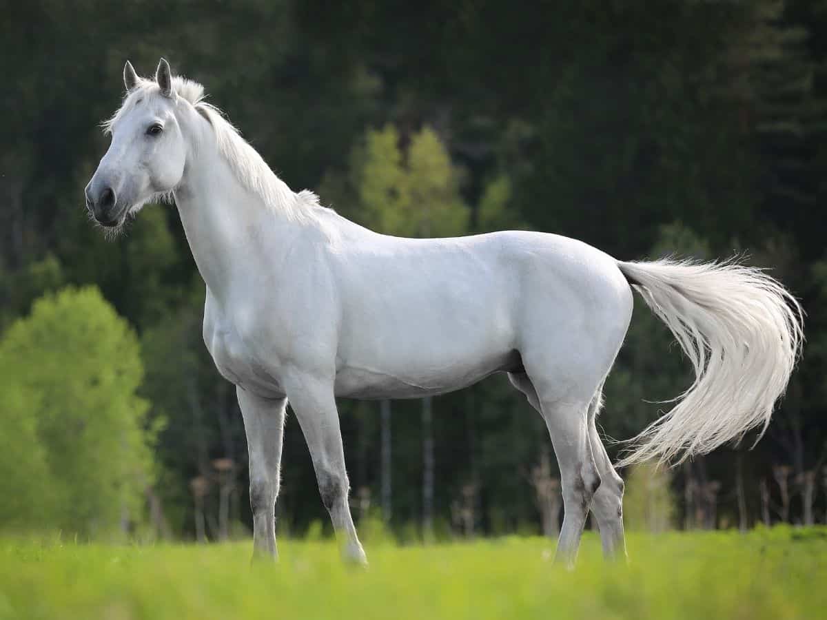 white horses