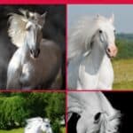 collage image of white horses