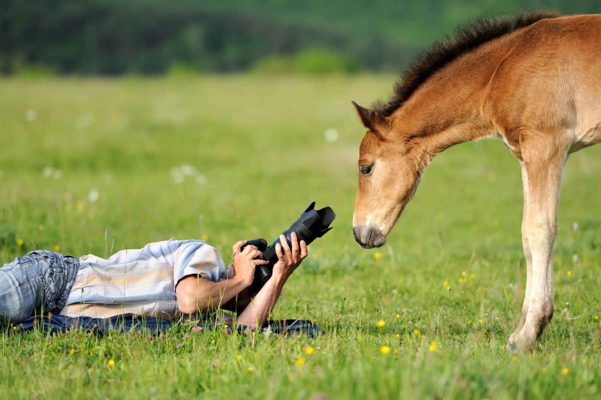 photographer on grass with camera looking up at horse