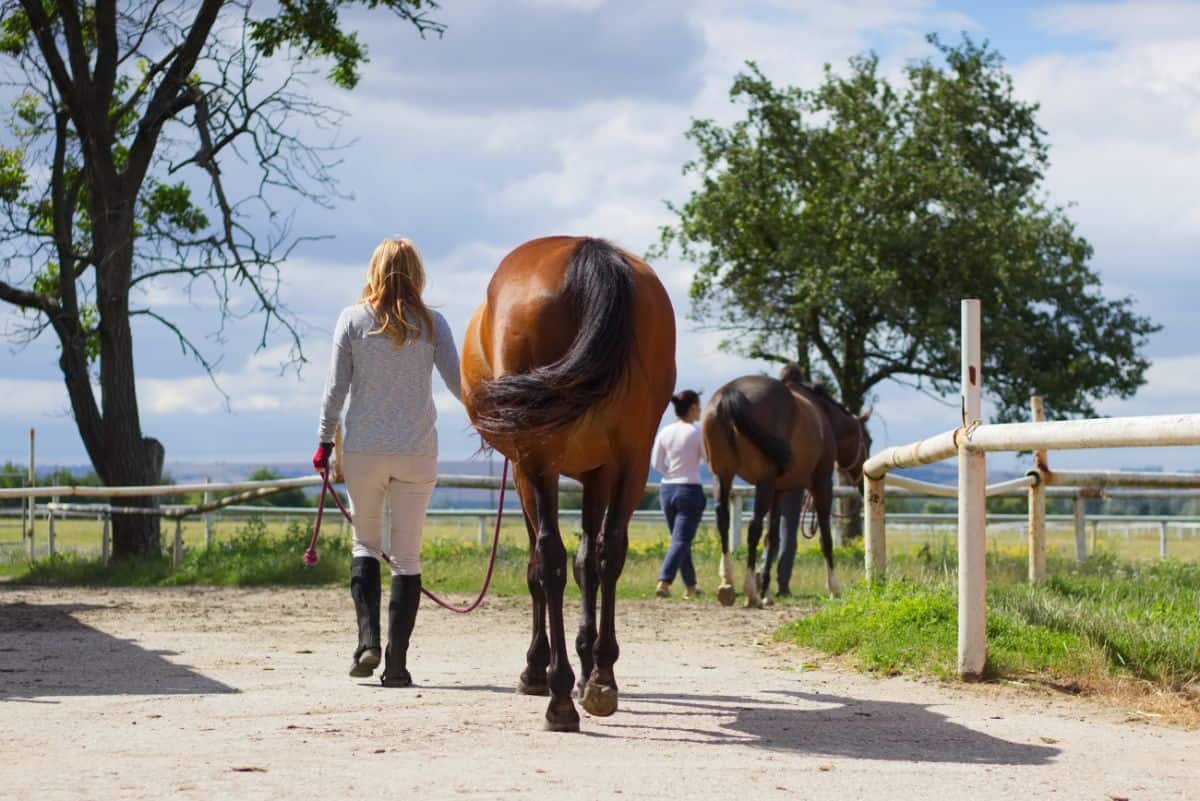 10 Things to Do with Your Horse That Aren't Riding