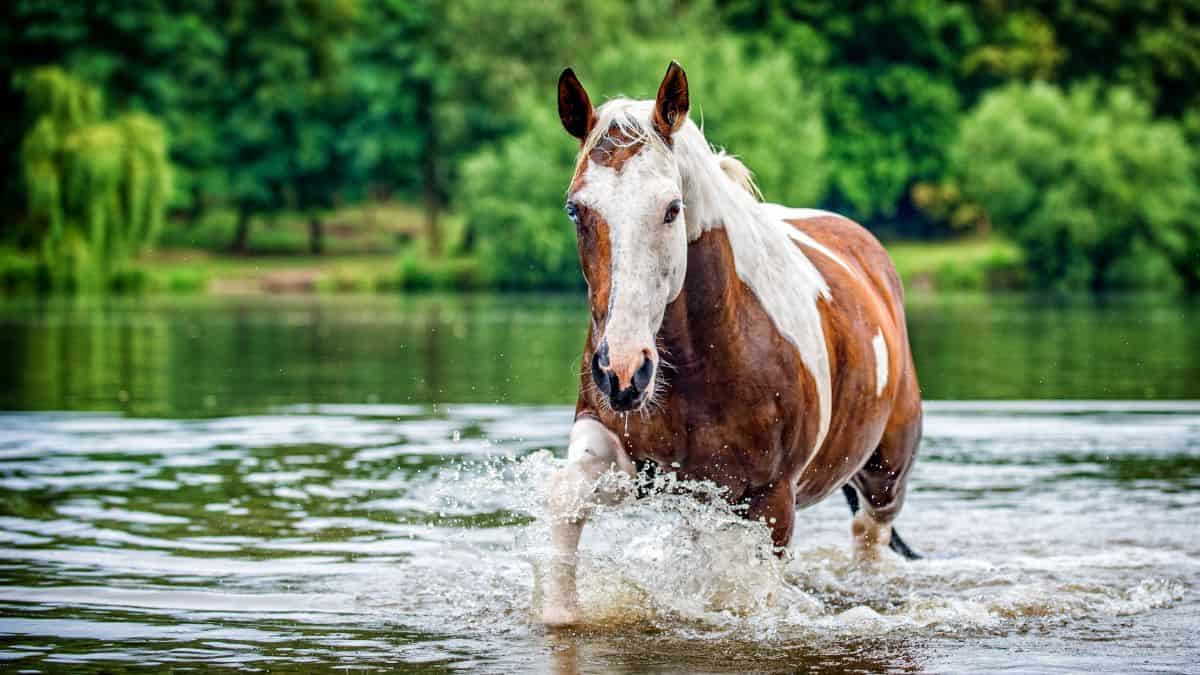 brown and white horse wading through water