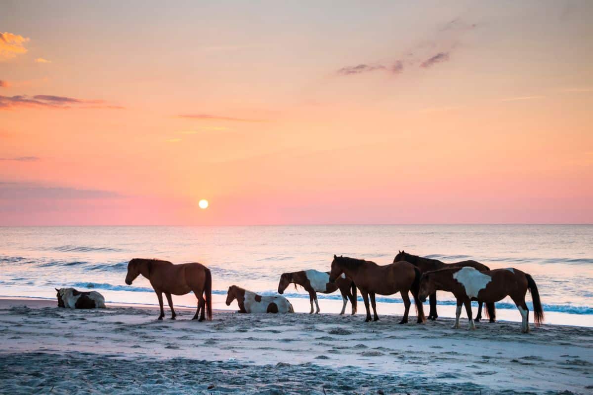 horses on beach at sunset