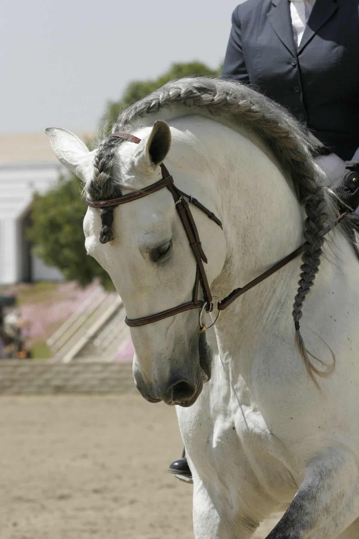white horse with gray mane braided