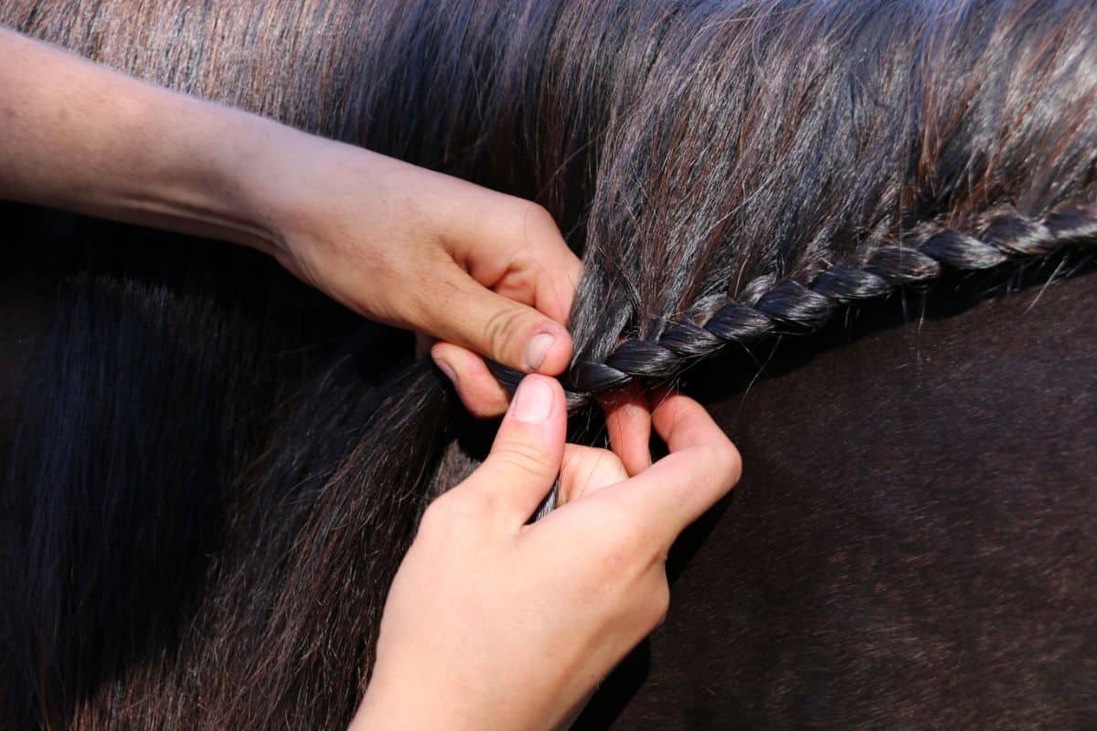 hands braiding black horses mane