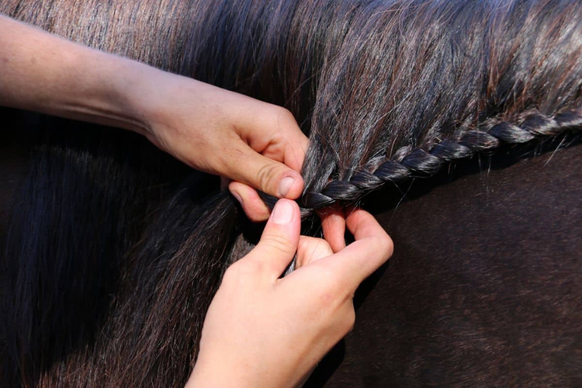 Four Horse Mane And Tail Braiding Techniques You Can Do Yourself