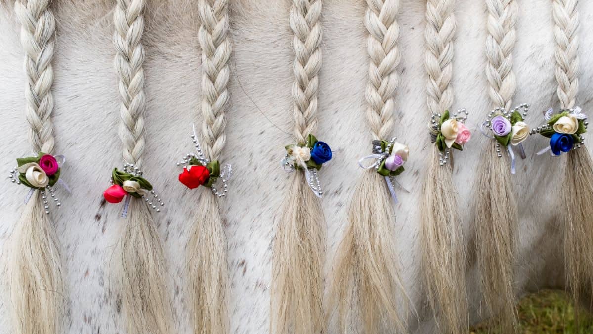 flowers at end of braids on horses mane