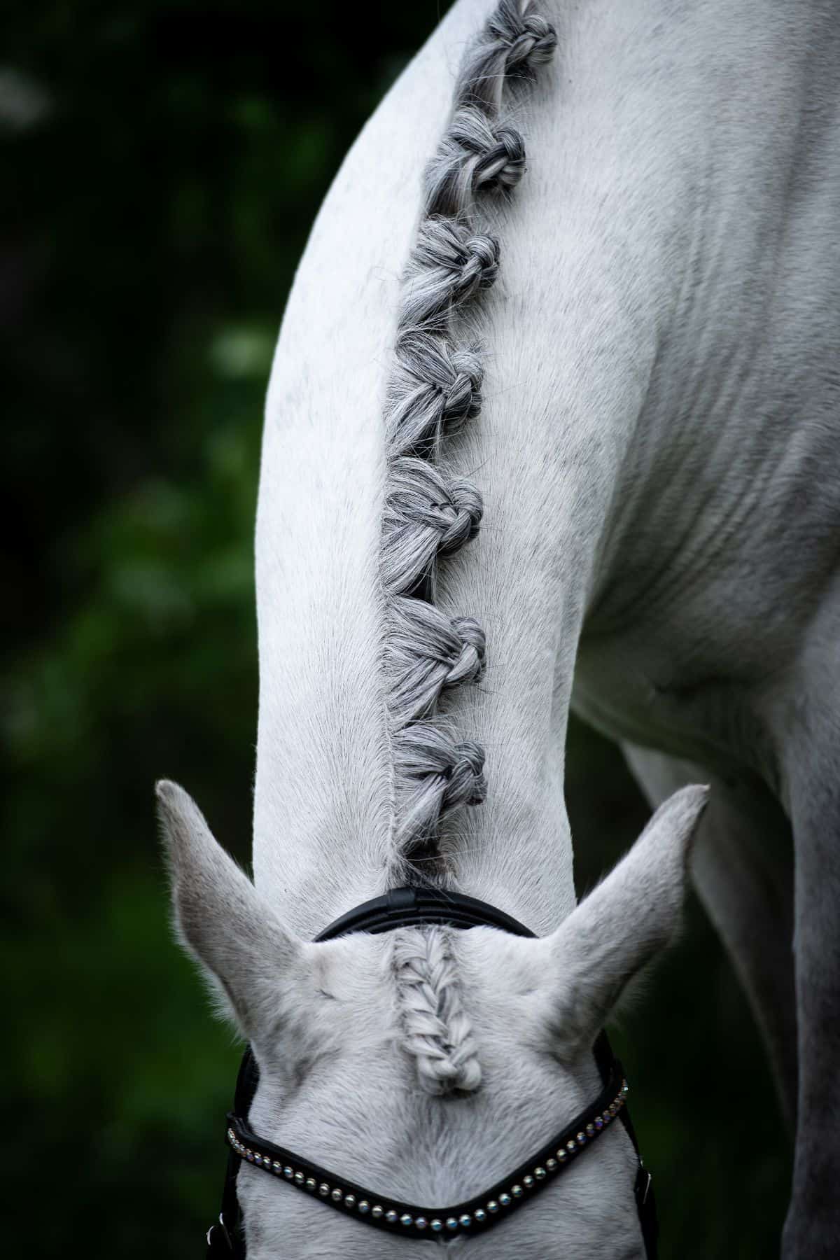 gray and white horse with braided mane
