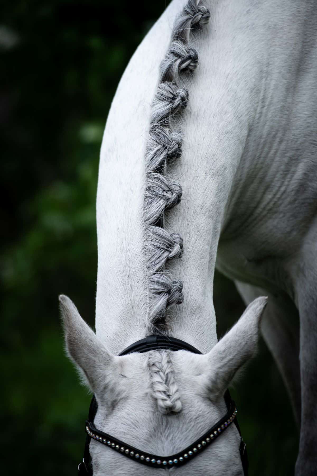 Tips for Maintaining the Perfect Horse Mane and Tail