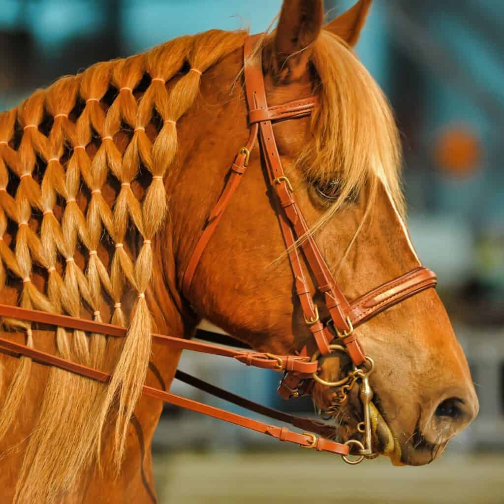 Ergots And Chestnuts On Horses What To Know & How To Care For Them