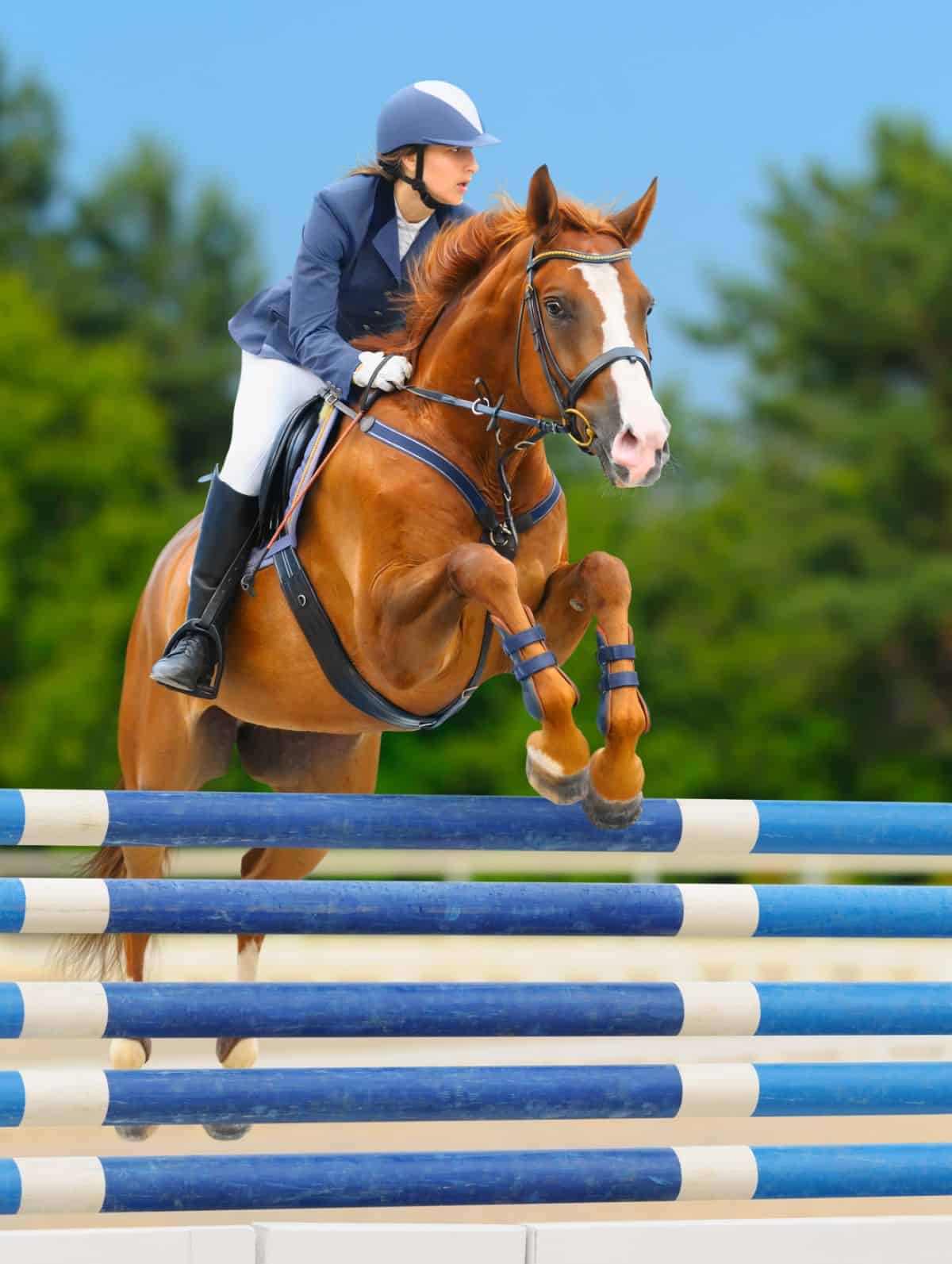 brown horse jumping over blue bars