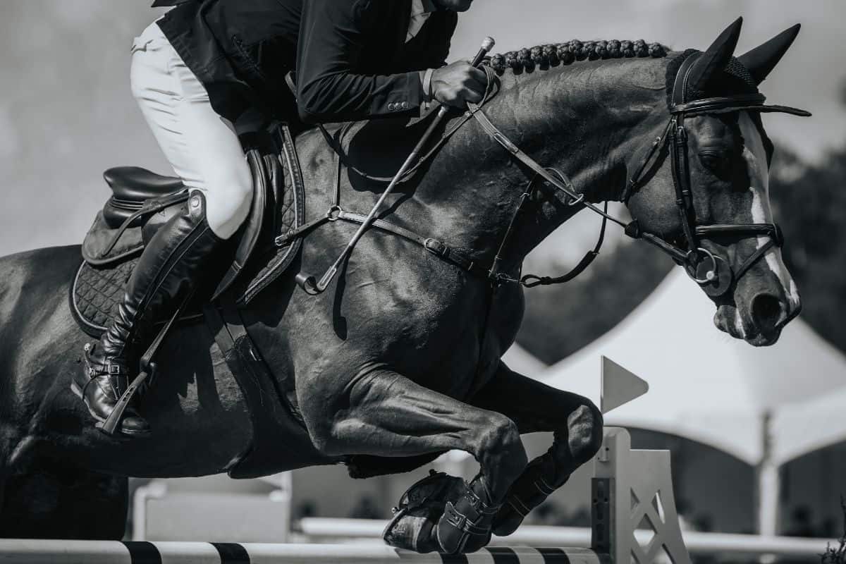 grayscale black horse jumping