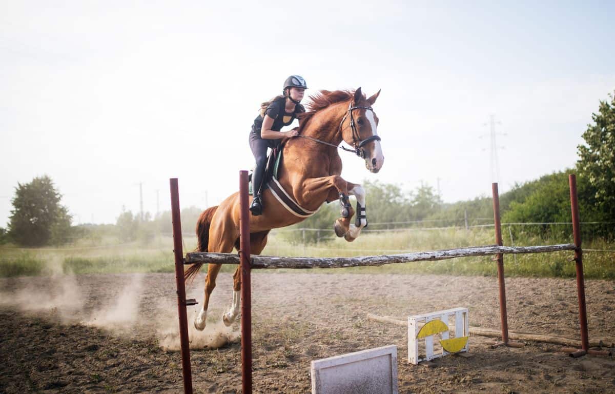 brown horse jumping over wood bar