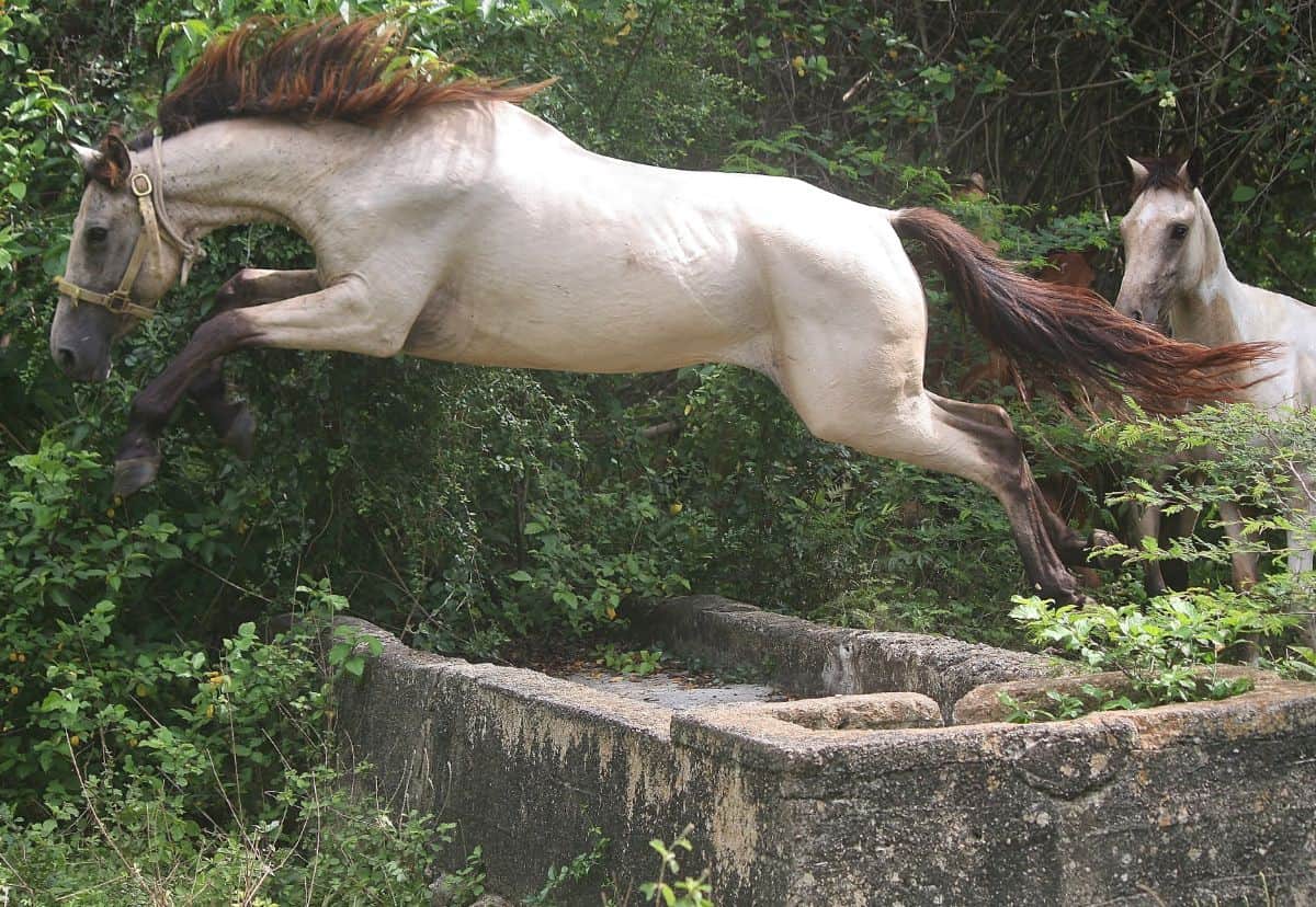 white horse jumping over concrete slab