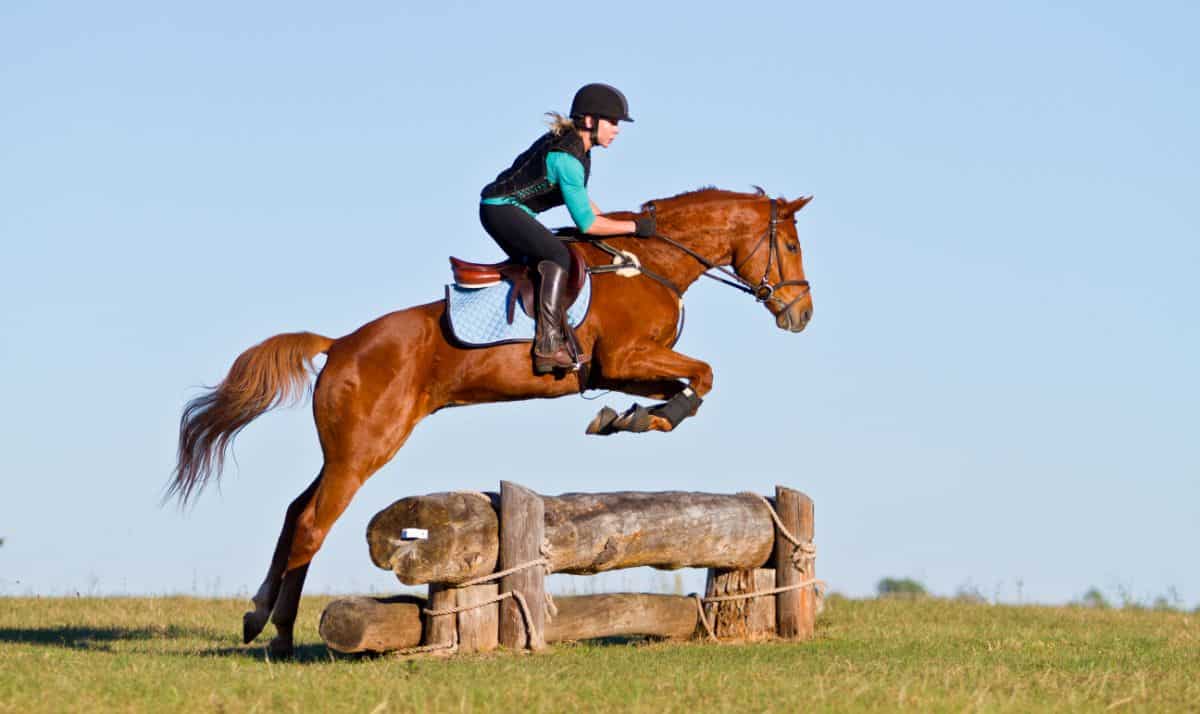 brown horse jumping over low wood beams