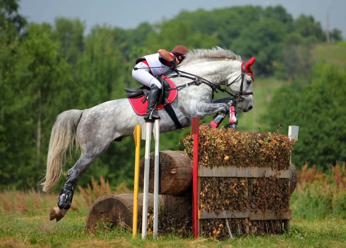 gray horse approaching jump over wood and hay