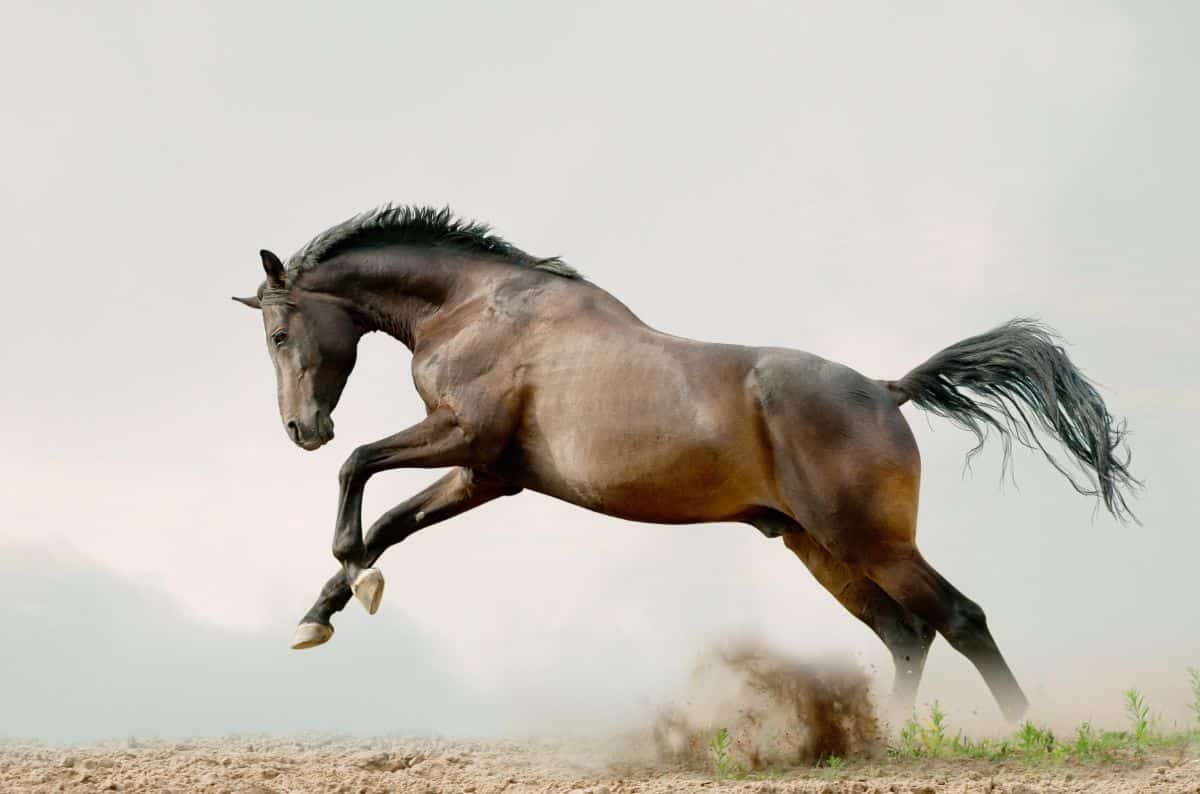 black horse jumping in dust