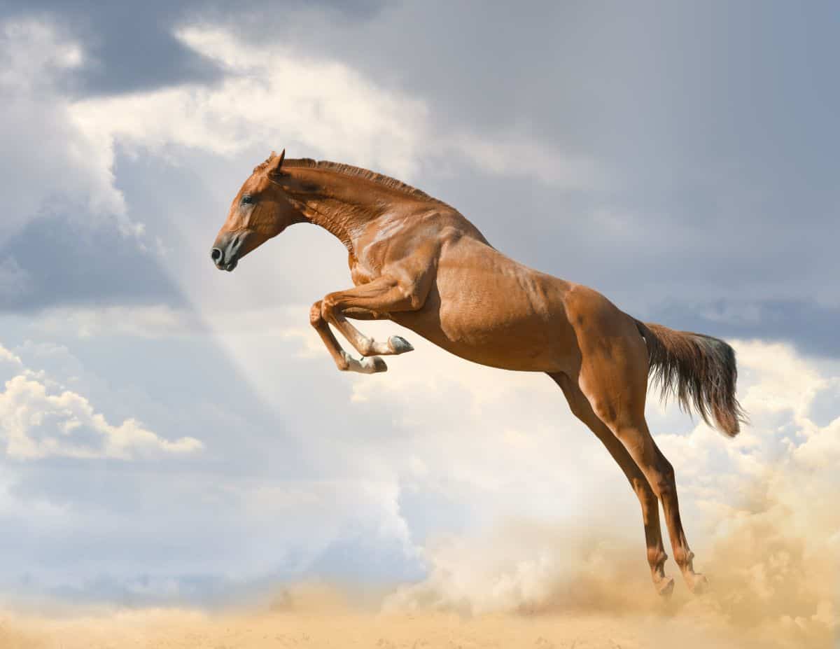 brown horse jumping with cloudy background