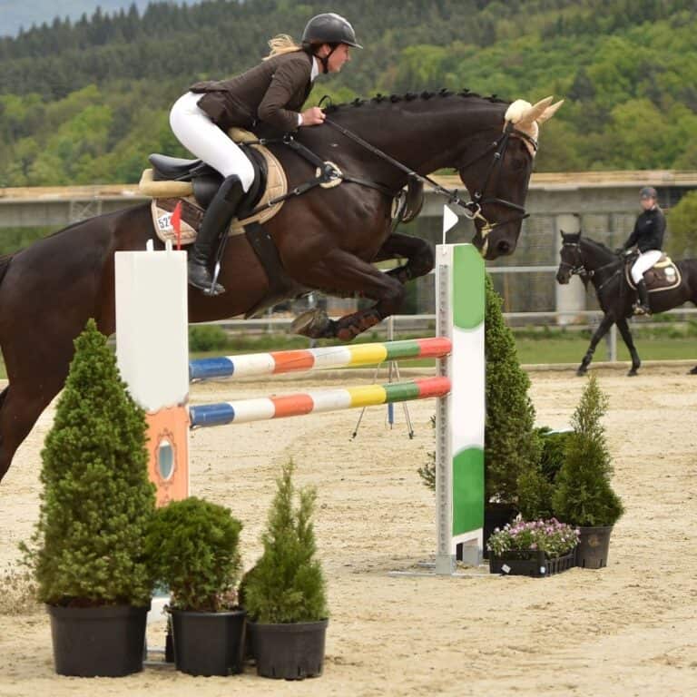 black horse jumping over orange green and white bars