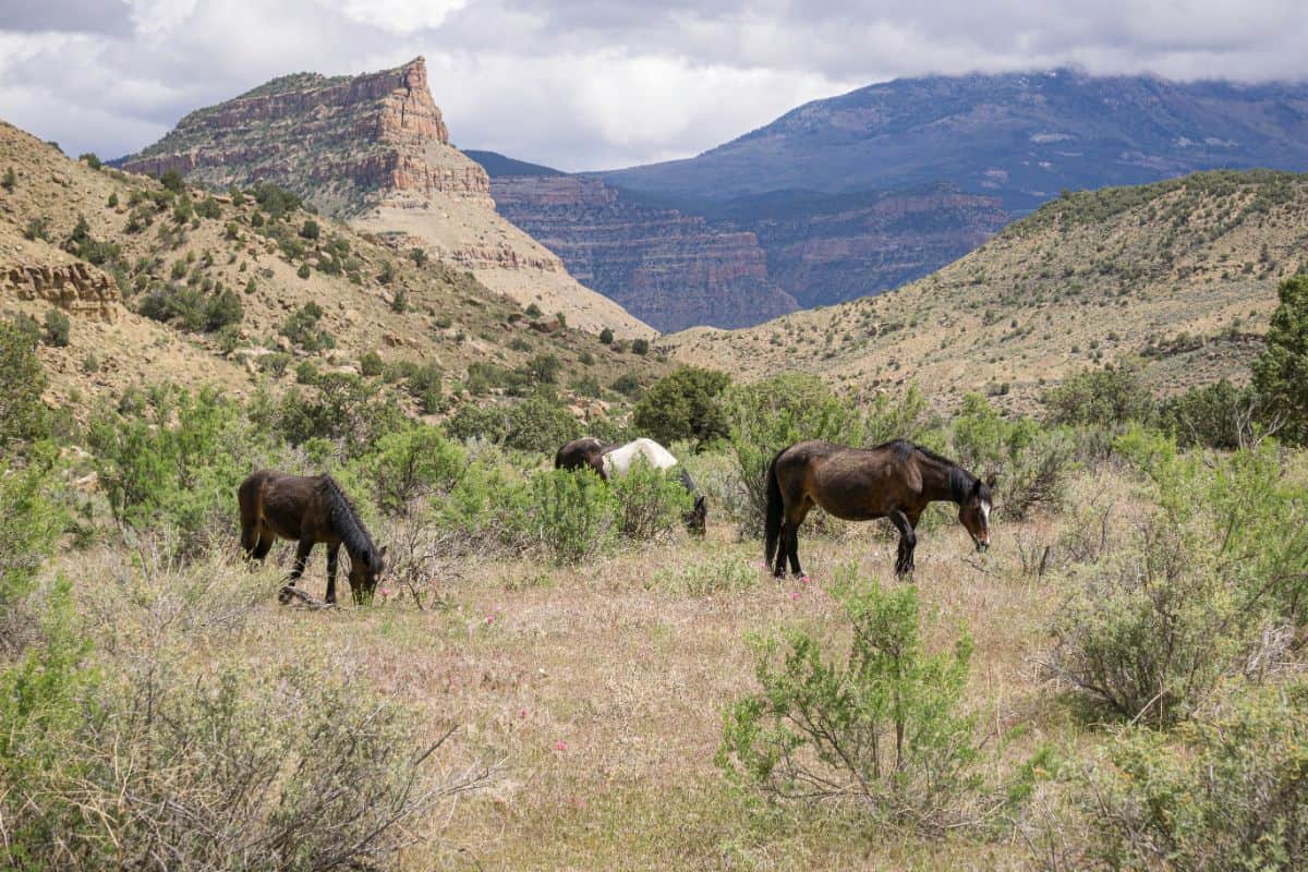 wild horses in shrubs with mountains in background