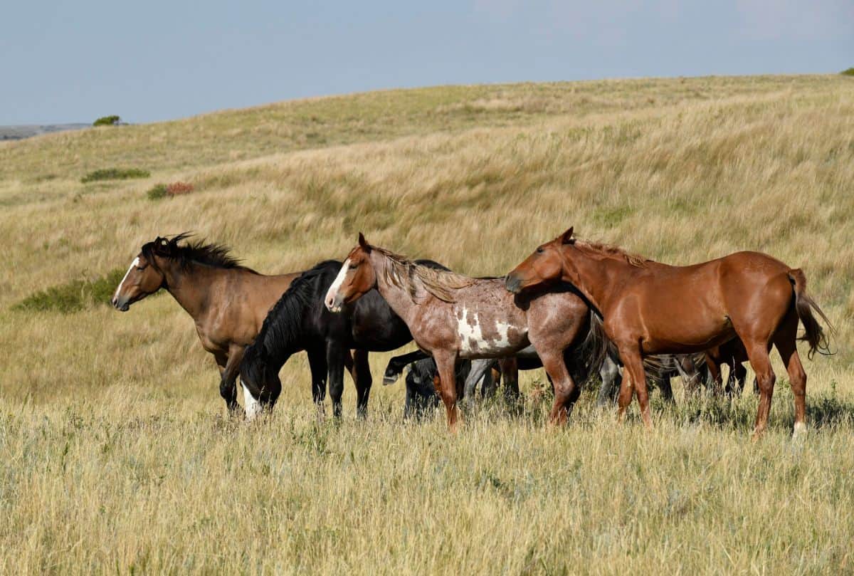 brown and black wild horses in field