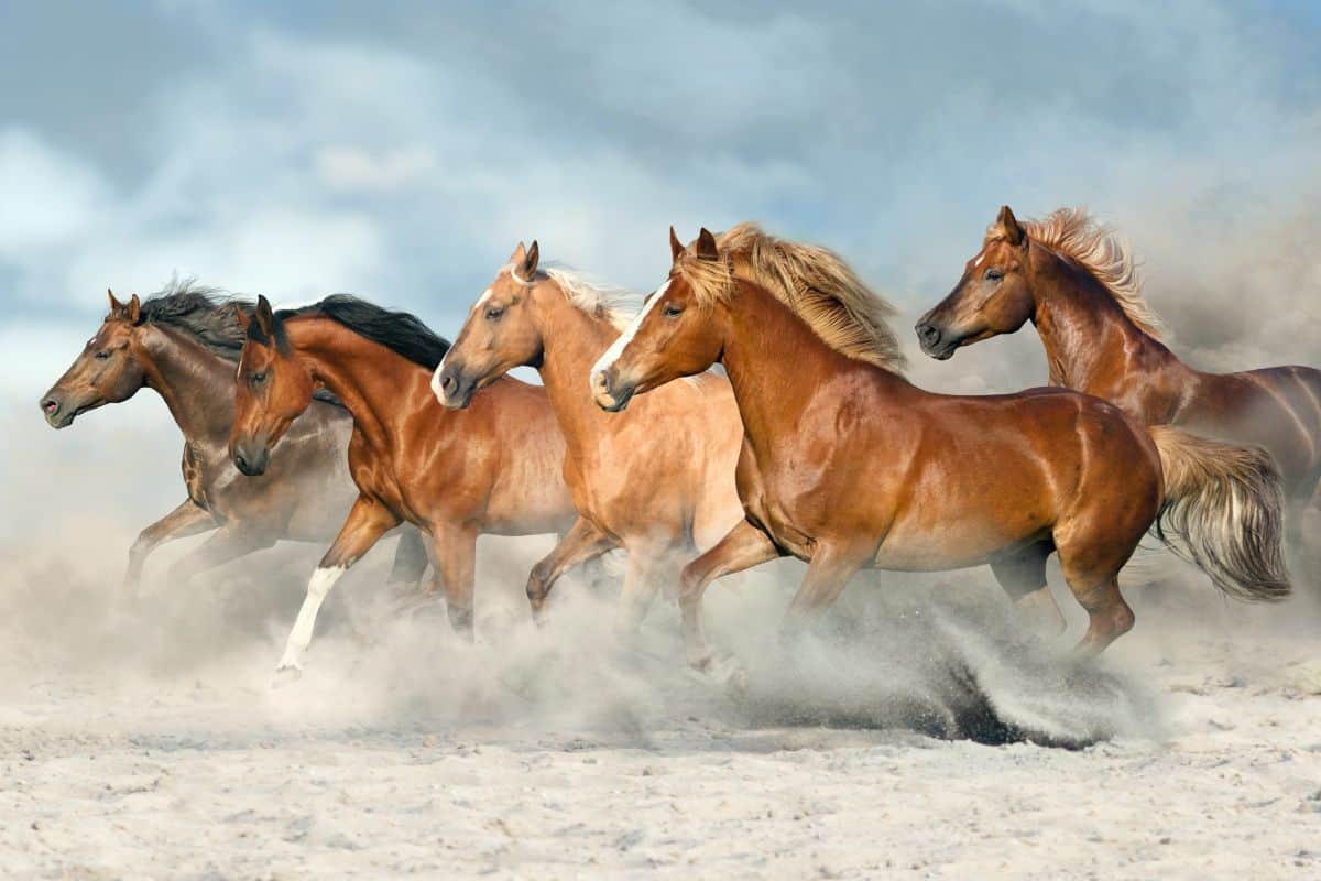 brown and white wild horses running in dirt with blue background
