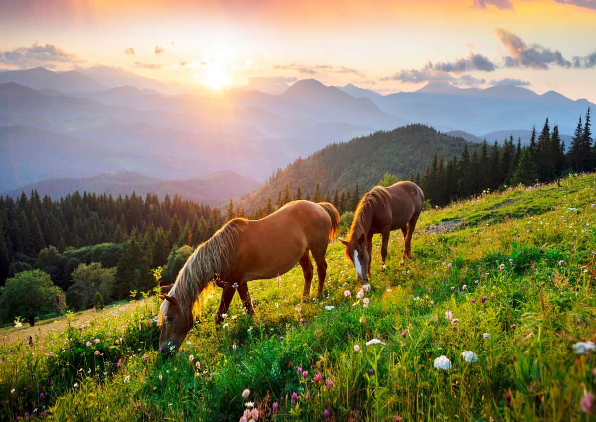 horses on grassy hill with sunset in background