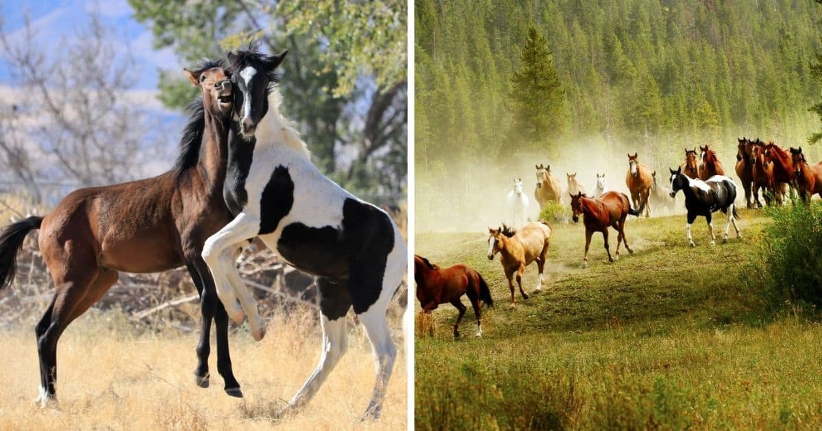 6 Of The Best Places To See Wild Horses In The US