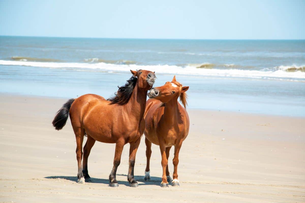 two brown horses nuzzling on the beach