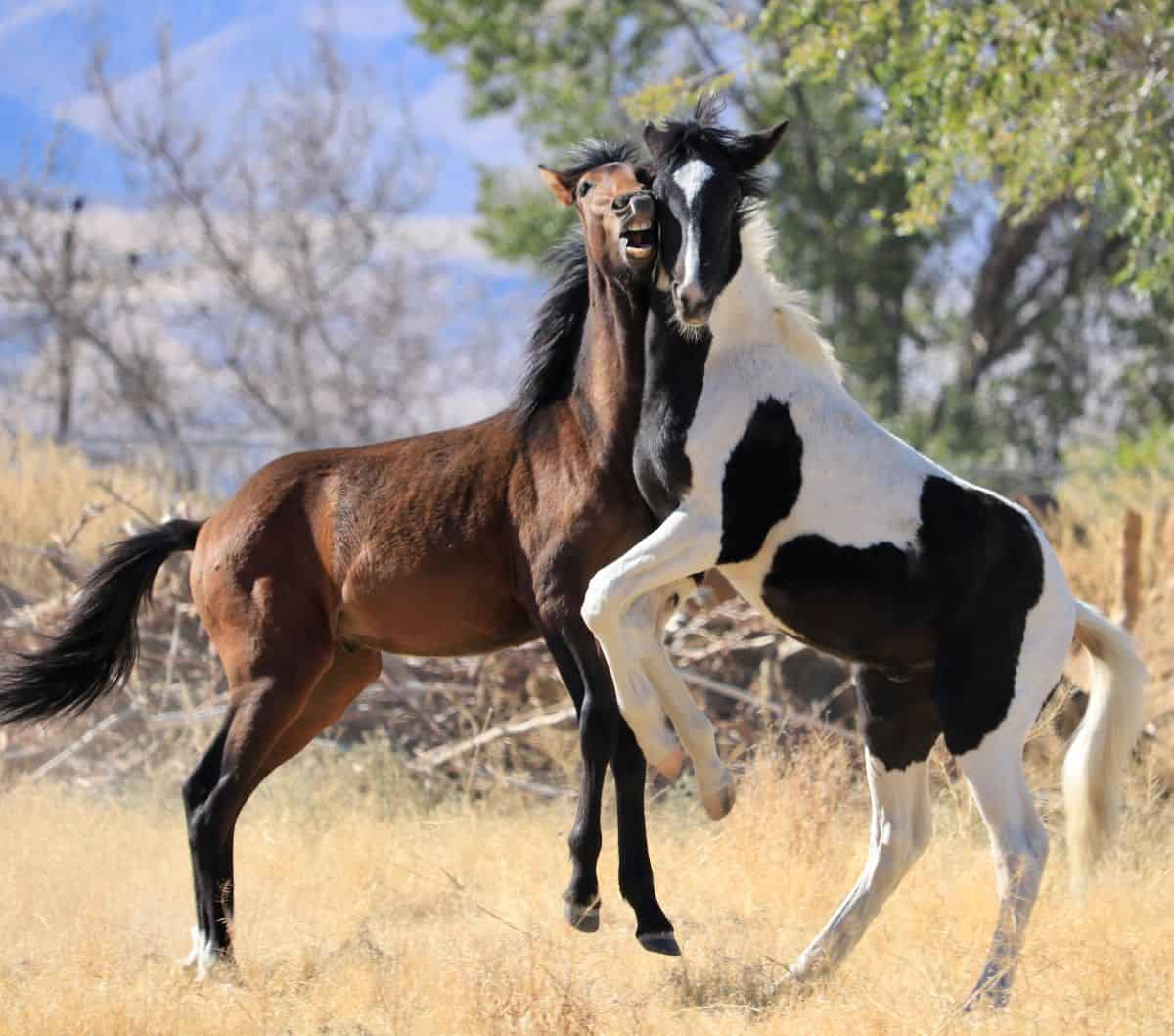 white and black horse jumping and nuzzling brown horse
