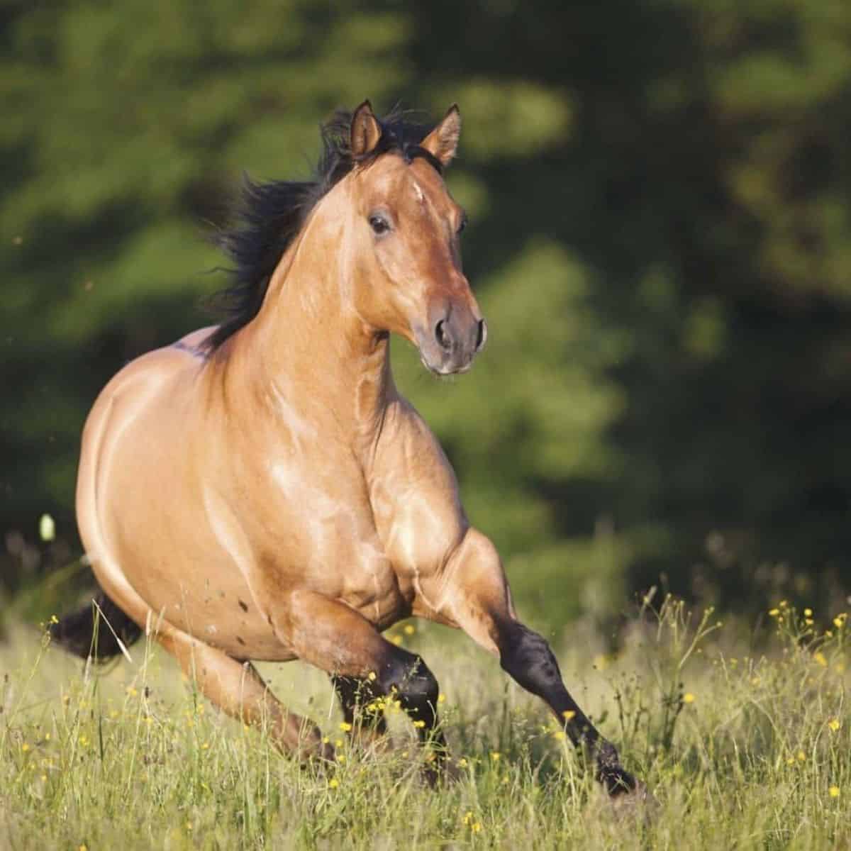 A brown American Quarter Horse runs on a field.