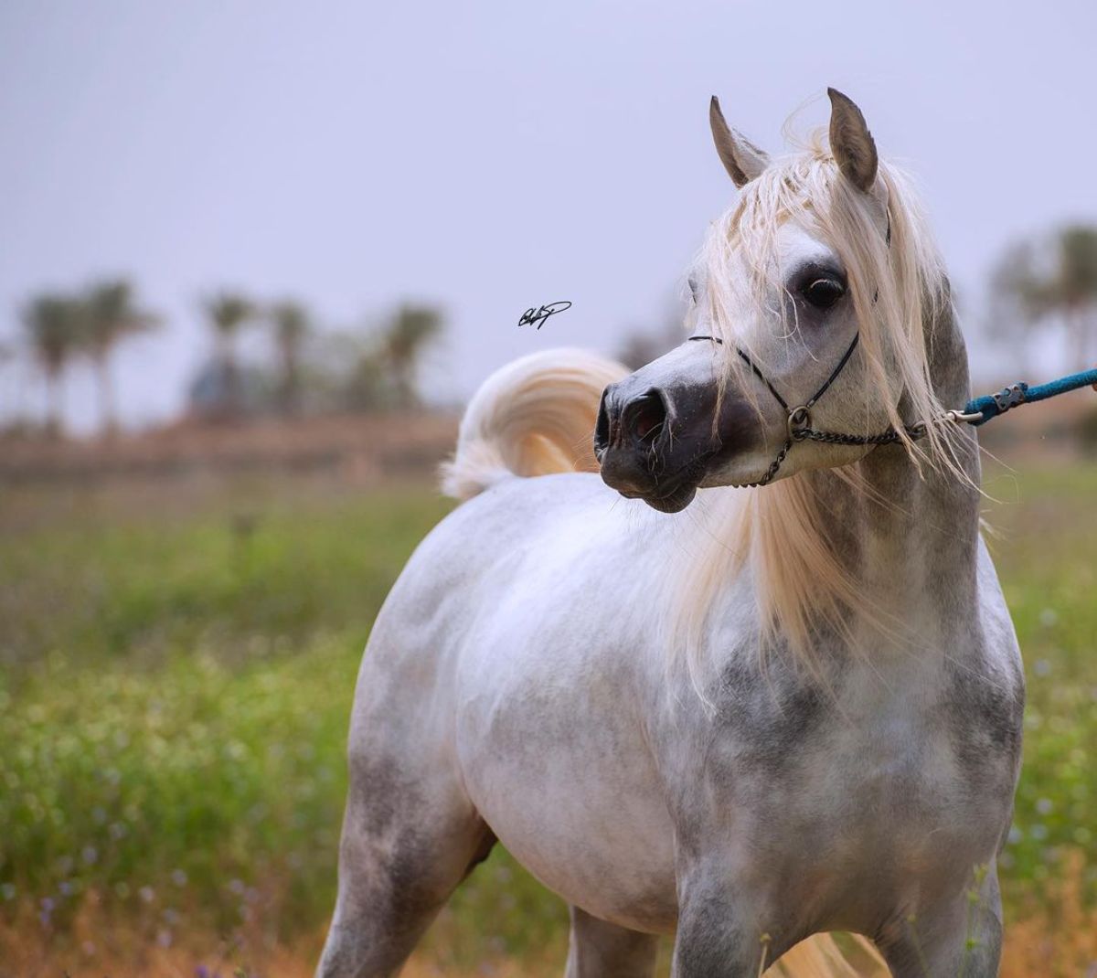 A portrait of a a white Arabian horse.