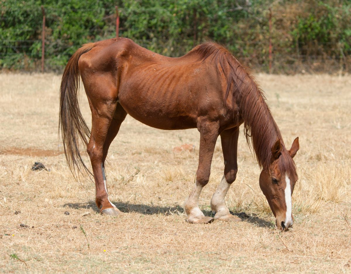 A brown horse grazing on a field.