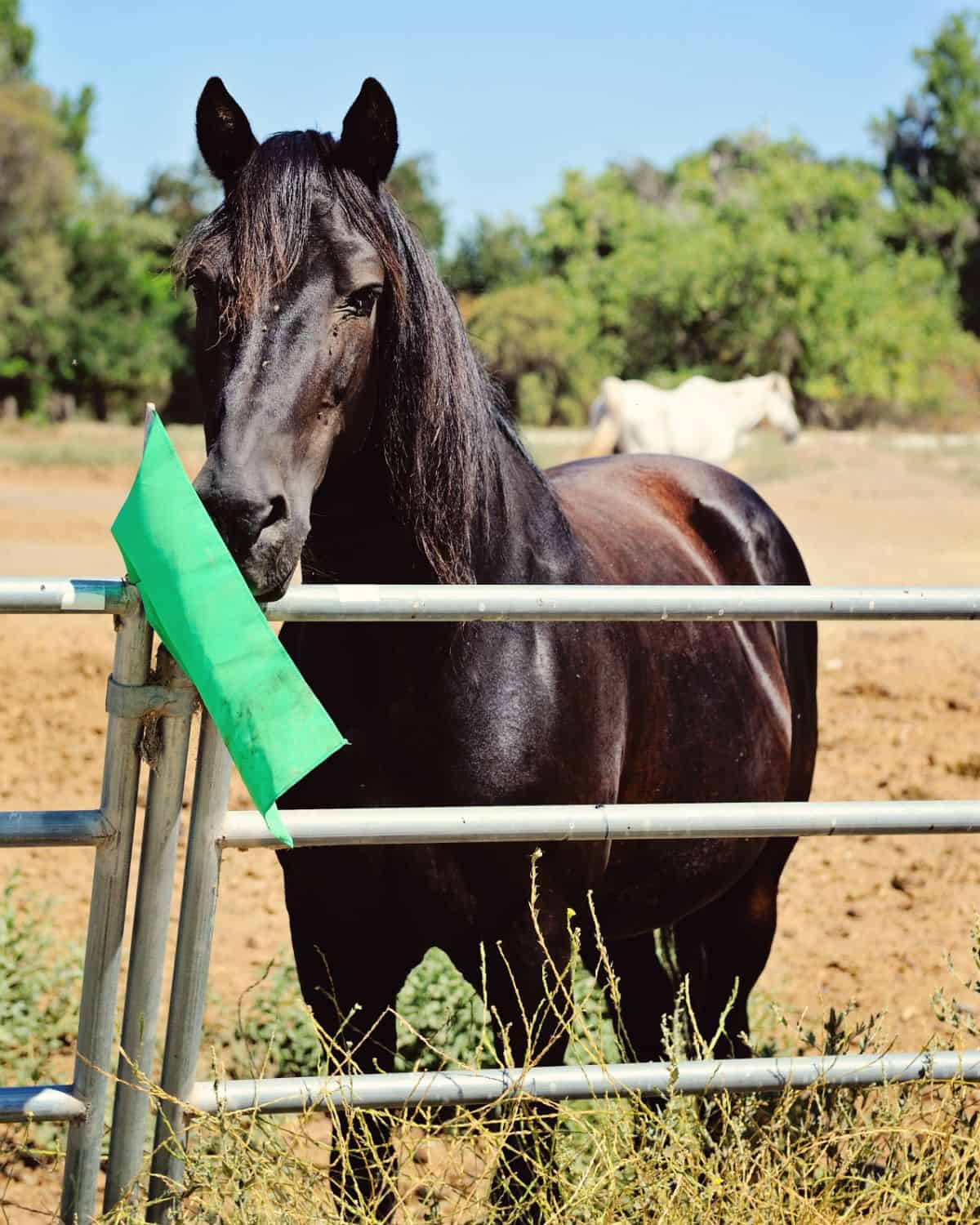A black horse on a paddock looking at a green plastic flag.