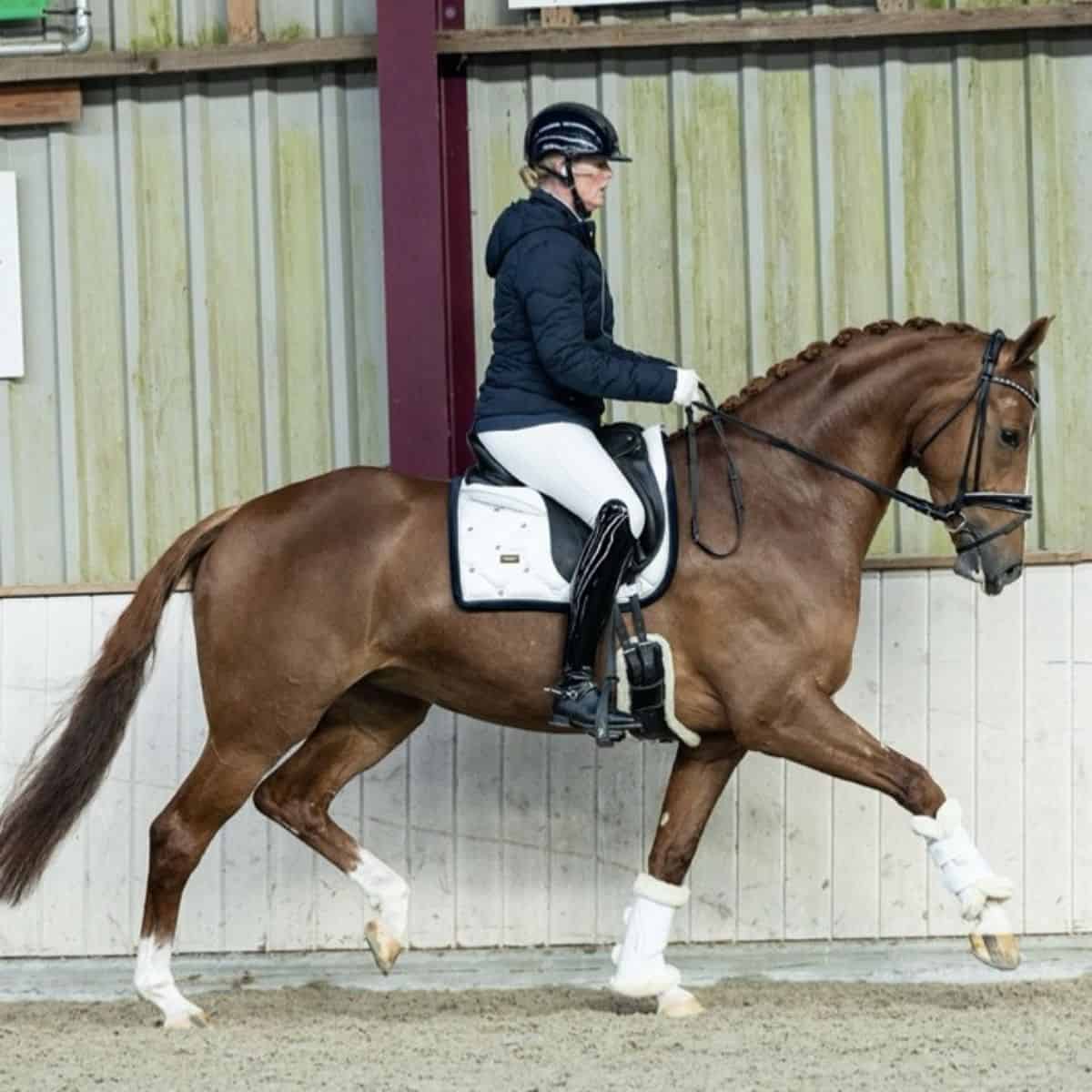 A woman rides a brown Dutch Warmblood horse in a training hall.
