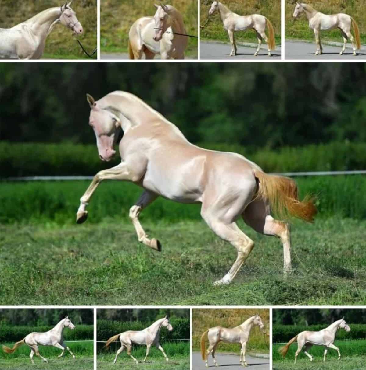 A collage of a Perlino Akhal-Teke Mare horse.