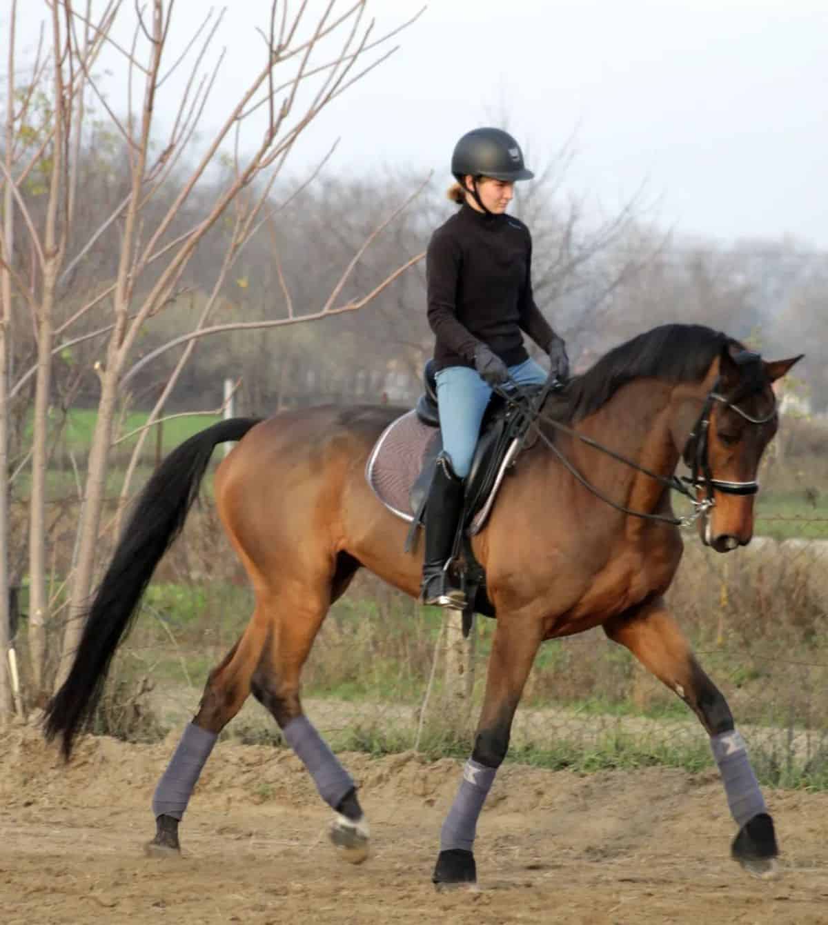 A woman rides a brown Holsteiner horse on a ranch.