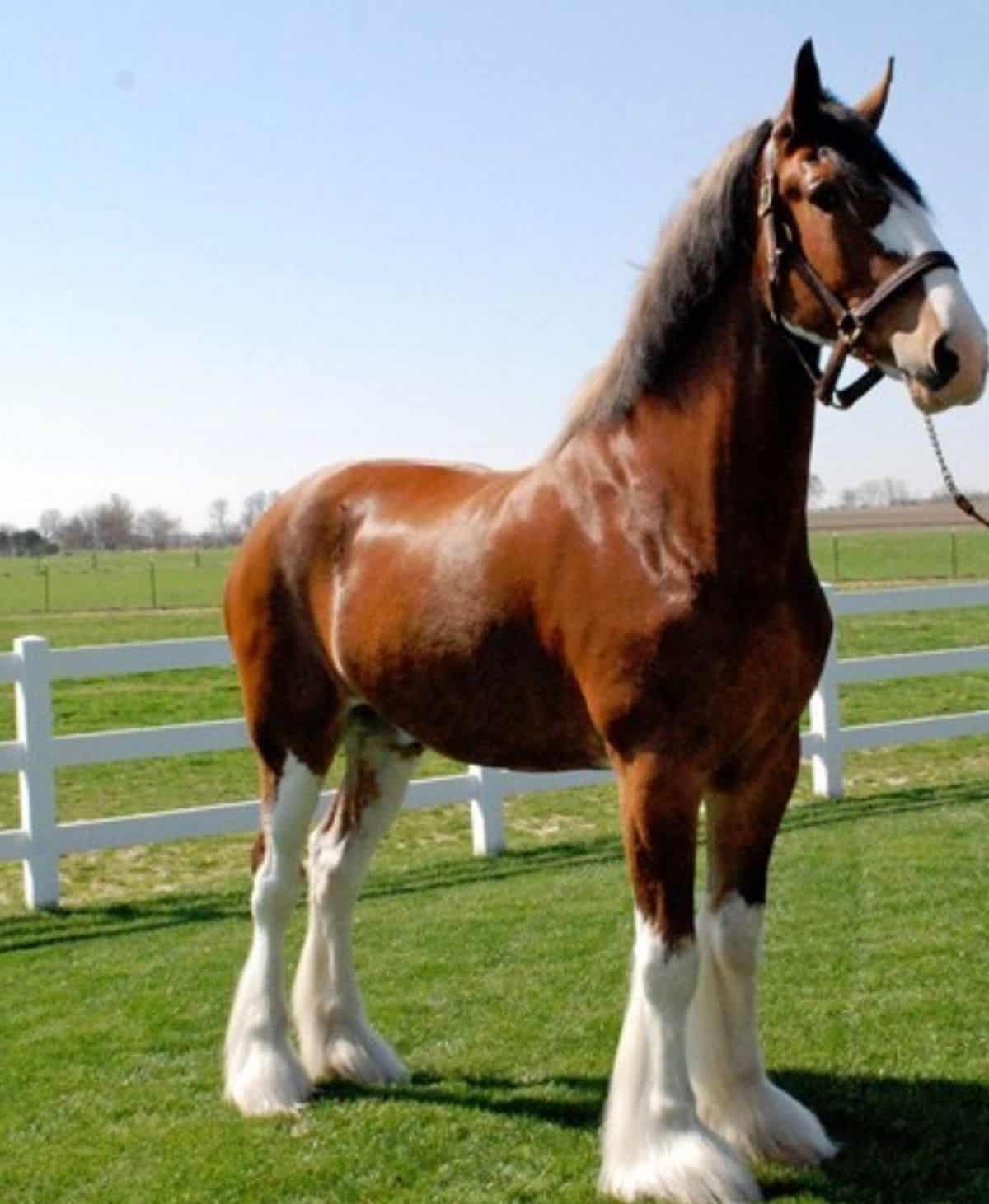 Brown Clydesdale horse with white feathered legs.