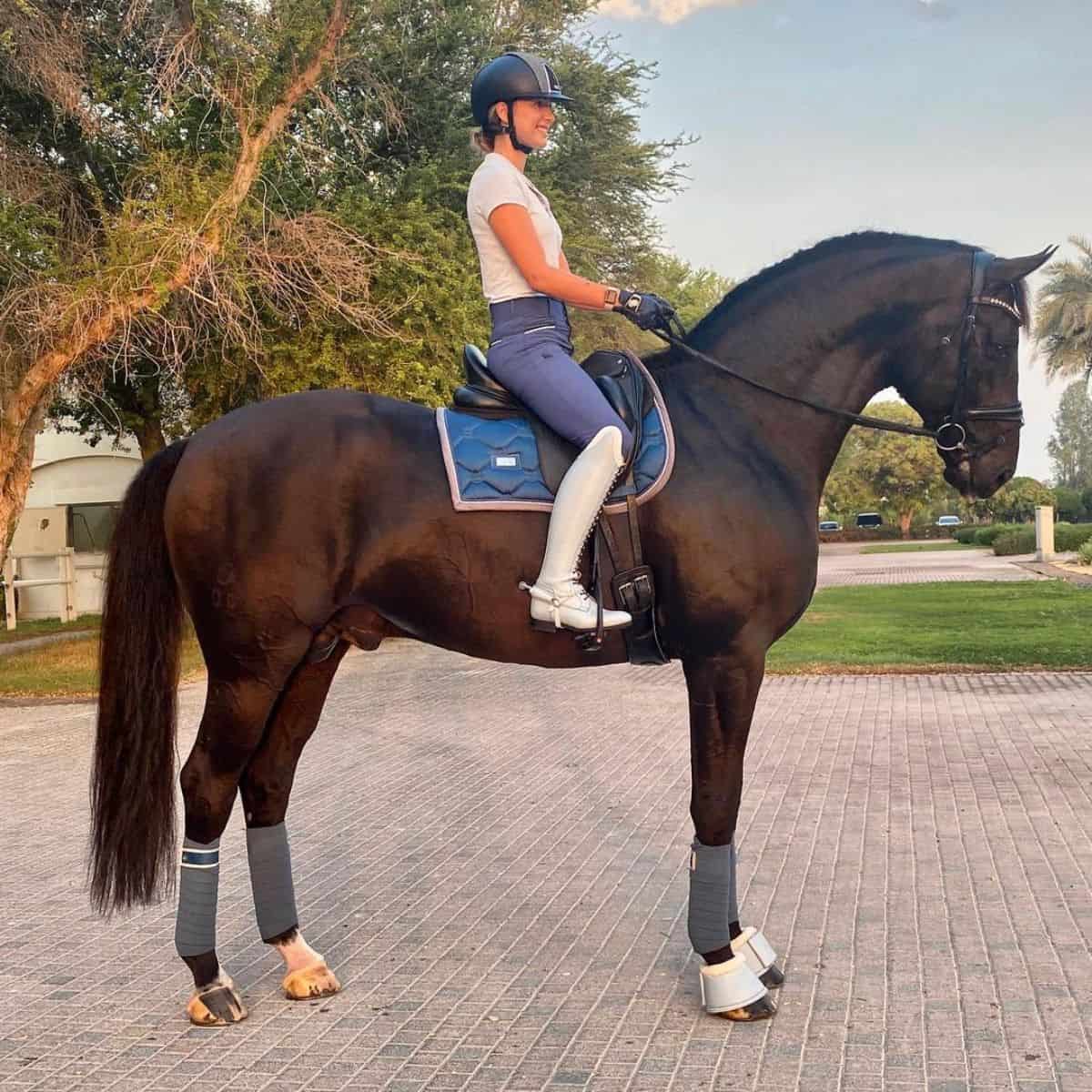 A woman sits on a brown Oldenburg horse.