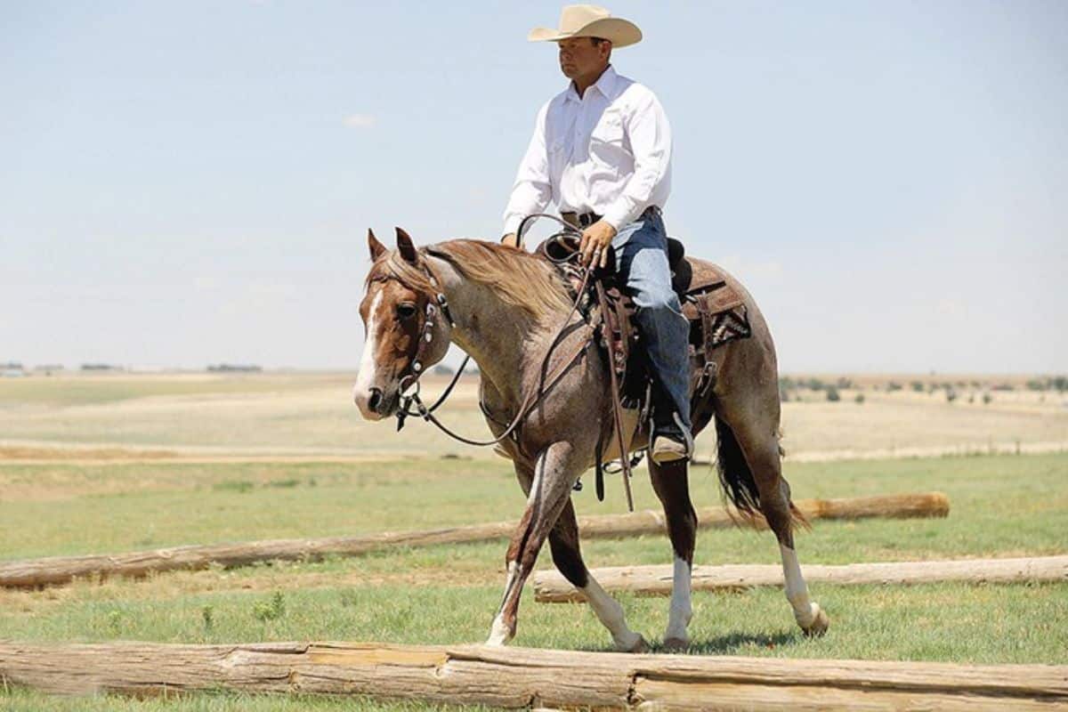 A man rides a brown Quarter Horse on a ranch.