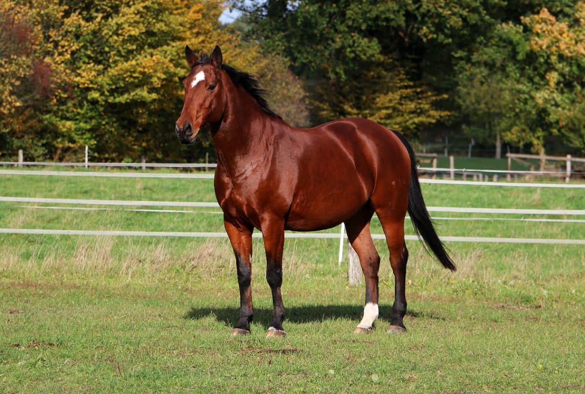 A beautiful brown Quarter Horse stands on a paddock.