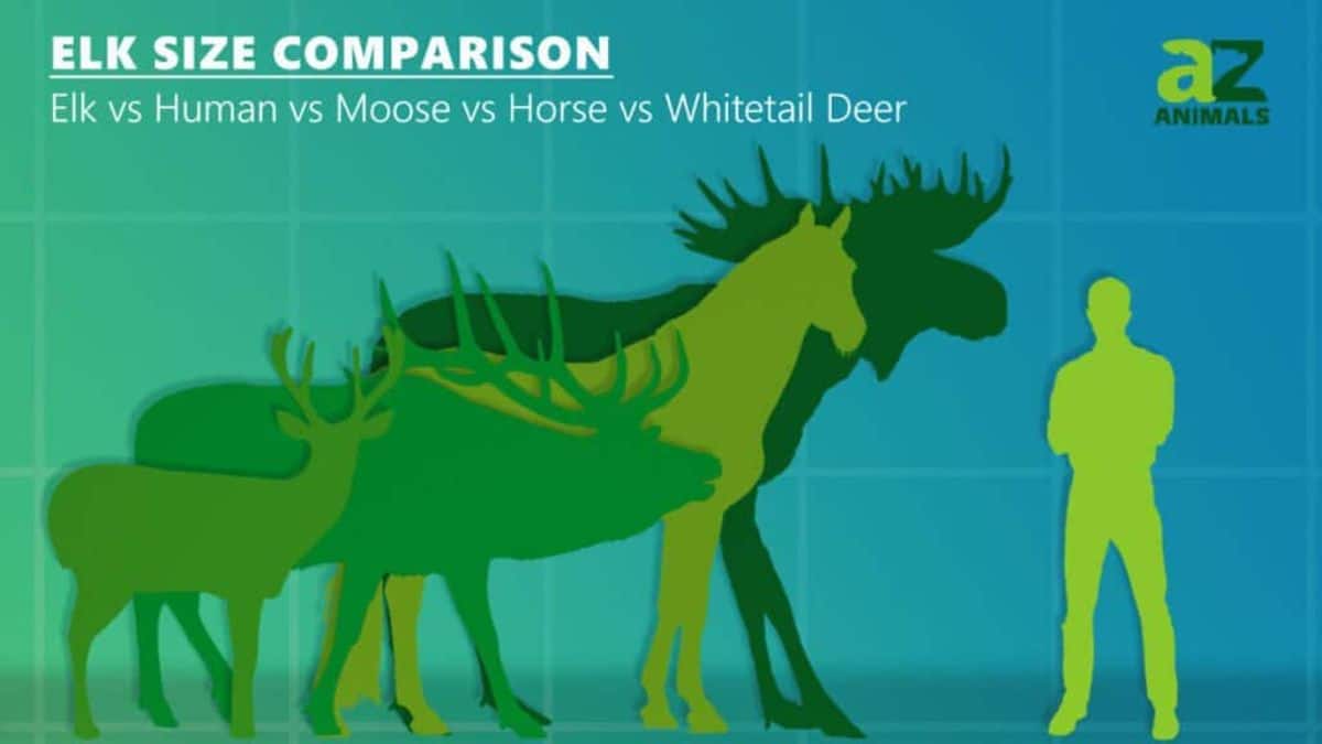 Size Comparison chart.