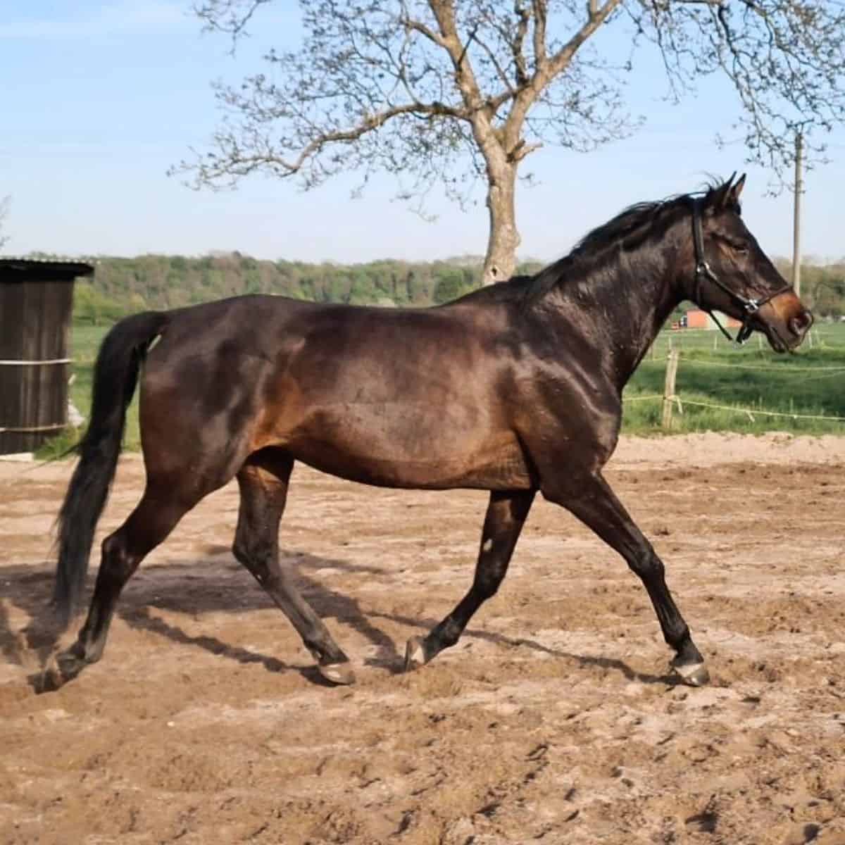 A brown Trakehner horse walks on a ranch.