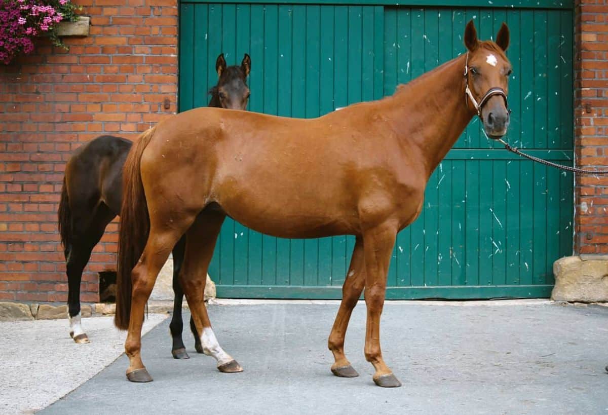 Two brown Westphalian horses near a barn.